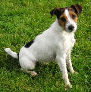 jack_russel_terrier1.jpg